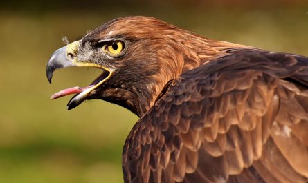 Adler